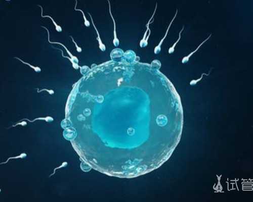 古玩大亨楚辞宁柔_“伊隶”受追捧背后的隐忧