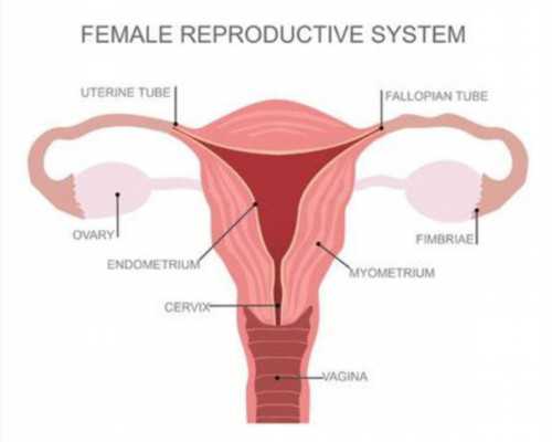 泰国试管一般多少钱？