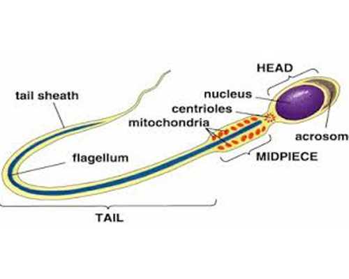 古玩人生百度云_戴苍奇《鸡声虫语》联