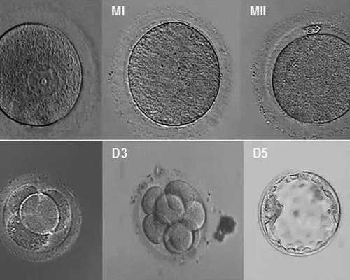 江西试管婴儿做一次多少钱-江西试管婴儿做一次多少钱