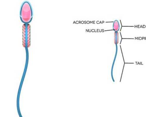 30岁卵巢早衰是什么原因-最大的代孕中心