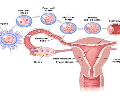 洛杉矶薇莘试管婴儿技术解析