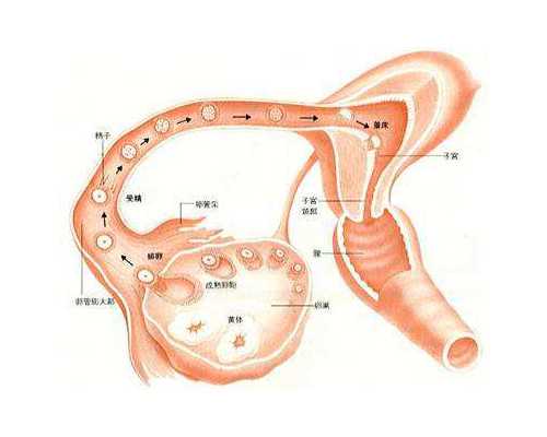 香港验血6天血液变质_半年内流产过男孩对香港验血影响多大_哪家验血机构比较
