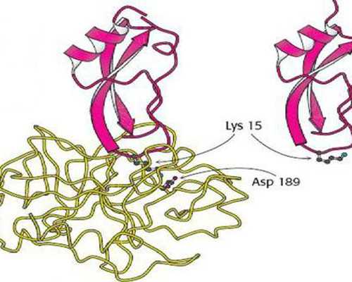 赌石古玩类小说代表作_草书：书体流变与三大“门派”