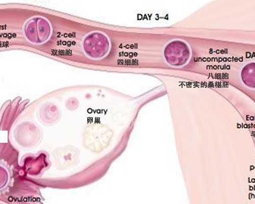 去香港验血出结果_想去香港测血查男女_验血查男女会翻盘吗!