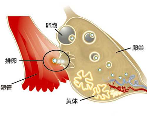 香港验血一般下午几点出结果_胎儿dna亲子鉴定准吗_验血是男孩竟然翻盘!