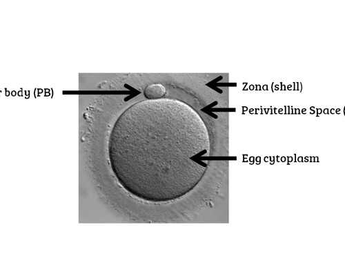 香港验血能告诉海关怀孕了吗_香港验血间隔半年能验吗_你想知道的这里都有