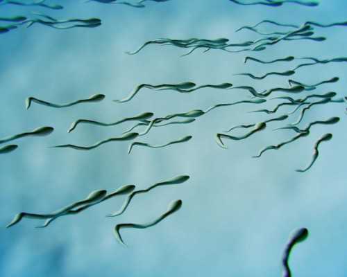 821胚胎试管成功率，821胚胎成功率高吗？-助孕中介机构