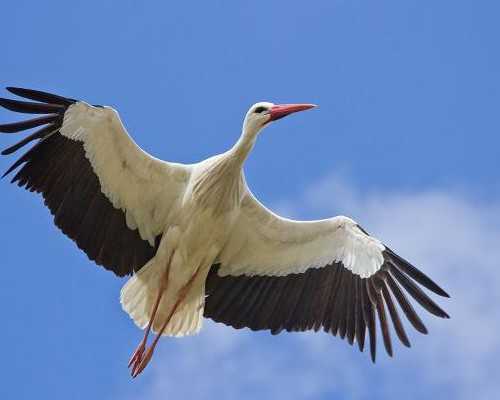电视连续剧人虫古玩虫免费观看_中国嘉德香港2016春拍在即 民国时期的京津画坛