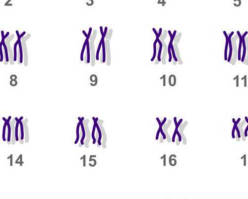 打促排卵针多久可以排卵