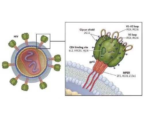内膜刮宫后多久可上班（生男生女清宫图2015）