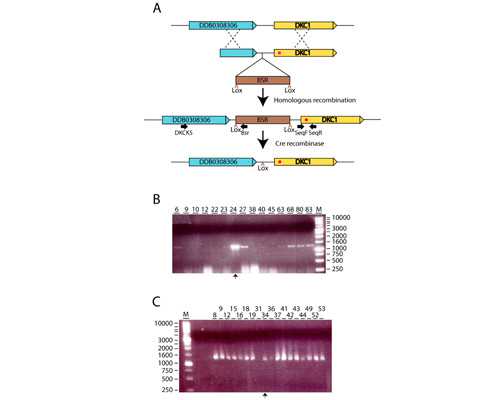 天刀手游古玩鉴定错金银瓶_五款水果早餐来瘦身