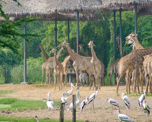 淘宝上香港验血邮寄可靠吗_达雅高陈述怎么看胎儿性别几天出能够出成果