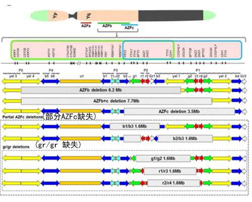 香港验血男女图报告_香港抽血查男女要求,需要注意的都在这