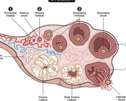 香港验血6周与7周区别_香港验血10个d_查性别需要什么条件!