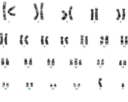 孕期香港验血妈妈含ydna_香港仁健验血准确吗_验血查男女需要哪些条件