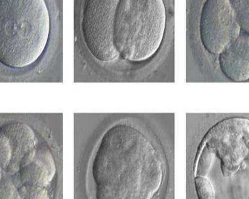 古玩鉴定机构_【蘑菇炒肉】