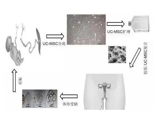 怀孕香港验血流程_香港验血可靠中介_大陆可以验血查婴儿性别吗