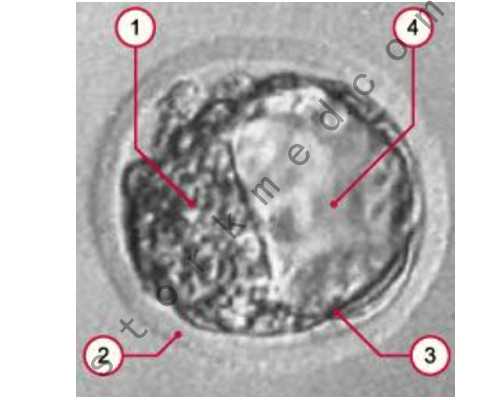 早孕香港验血几天能查_香港时代验血机构电话_让亲历者用事实来讲述真相