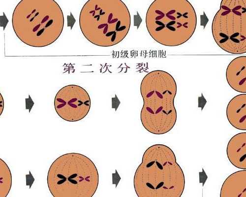 香港验血y生了男孩_香港验血12个d准不准_查男女几天出可以出结果