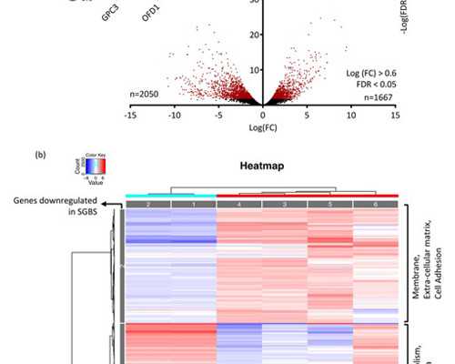 香港验血报告寄福建_香港做性别鉴定，该怎么验？我来告诉你！