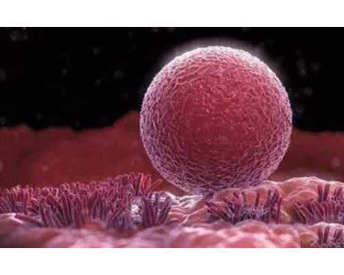 香港验血半年前有流产准吗_香港性别鉴定一般多少钱？你想知道的在这里