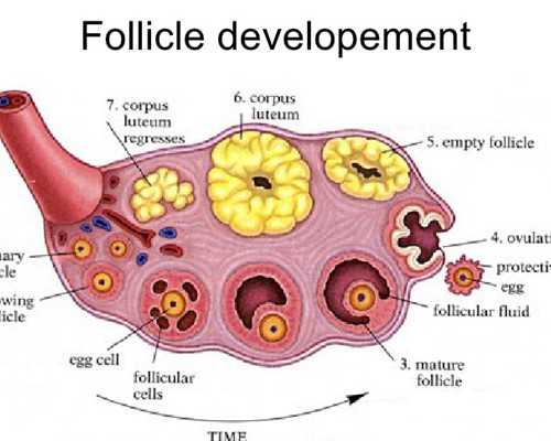 香港验血验男女全部是y_香港医院验血查男女准不准?该怎么验？我来告诉你！