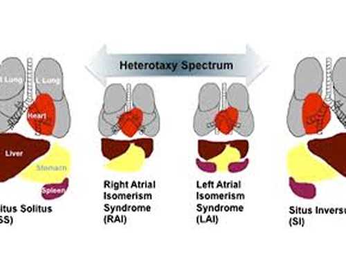 香港验血男女几周出结果,泰国试管专家科普：泰国试管婴儿不会导致胚胎畸形