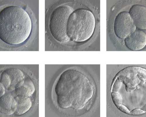 怀孕几周到香港验血_香港验血当天出报告准不准,最详细的流程都在这了