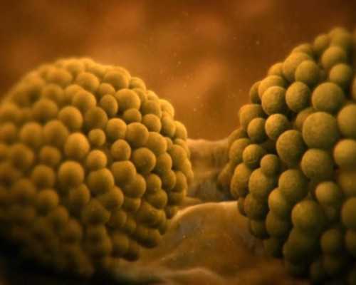 怀孕8周可以香港验血么,国内试管婴儿龙凤胎费用一览，附试管受孕价格表