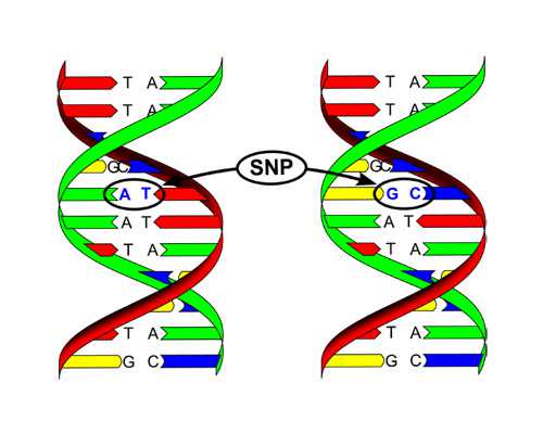 香港验血鉴定男女是抽哪的血_胎囊胚芽0.63香港验血_哪家医院正规!