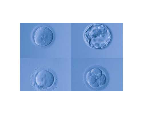 怀孕香港验血亲子鉴定结果图片_必读:香港哪家验血的机构是性价比最高的_希望