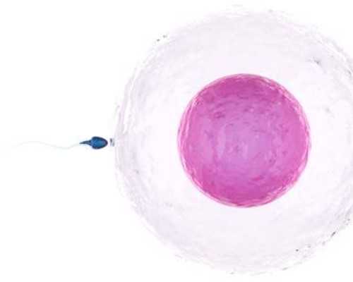 香港怀孕验血准吗_香港验血10个d_查性别需要什么条件!