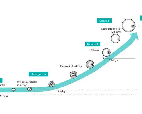 孕8周香港验血没y准吗_香港验血两个男孩还是女孩准吗,测性别选择哪家