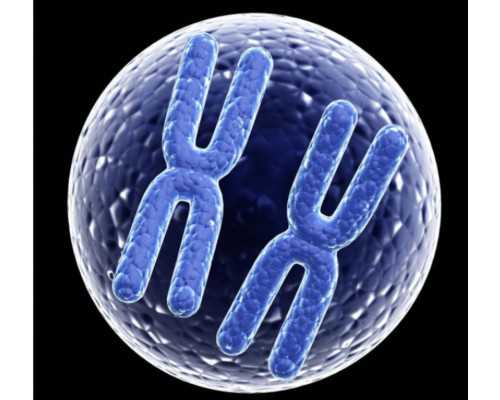 香港验血查男孩女孩准吗有没有不准的_孕六周抽血验男女到底多少钱？亲身经