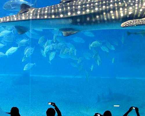 香港邮寄验血多少,美国试管辅助生殖技术受益人的过往：老天爷给我一个孩子