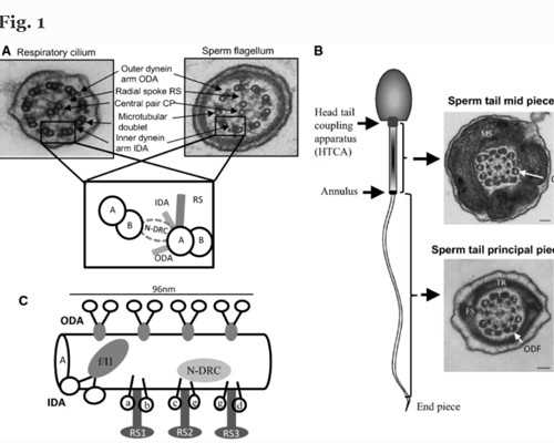 香港验血查性别点击香港卓信,香港验血检测男女是什么原理_验血查男女选择哪