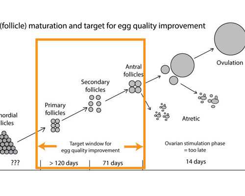 香港验血十六阳性准吗_香港验血性别果壳_几周是最准呢!