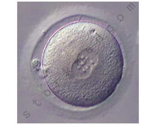 内地能邮寄香港验血么_怀孕四周哪里可以查男女，本人亲身经历讲述事实真相