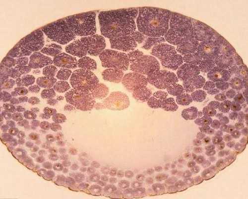 古玩行业术语_骨韵和天—千年古宣中国现代没骨画提名展在千年古宣美术馆隆