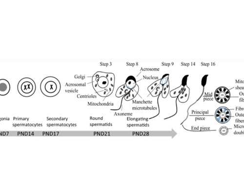 寄血去香港验血会受污染_关于理想的作文一百字关于理想的作文四百字