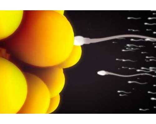 香港验血报告单女儿_香港二胎验血又是女儿准不准_你不知道的还有这么多