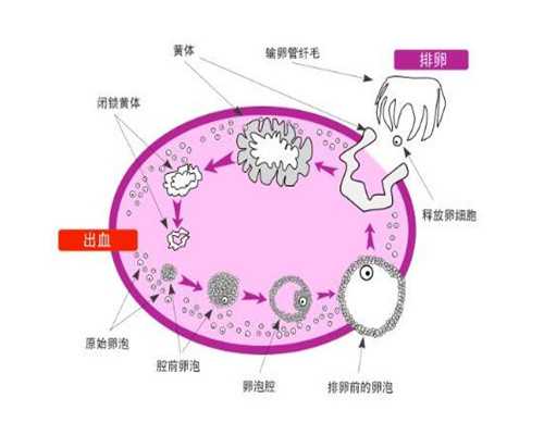 香港诊所如何通知验血结果_作文600字什么启迪着我启示作文500字