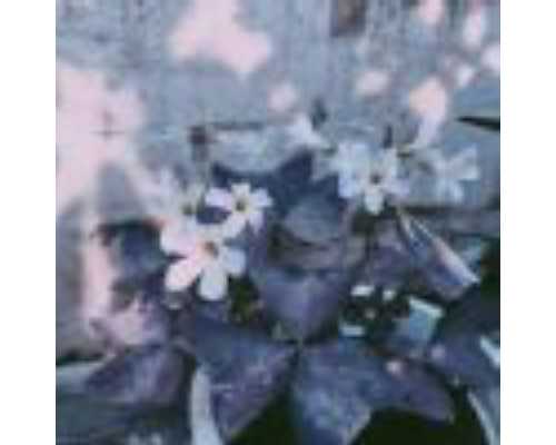 香港验血多长时间出结果,北京不孕不育哪里好？怎样养出好卵子？