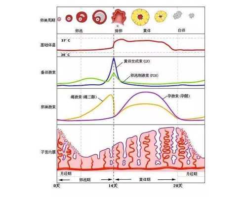 香港孕妇验血彩超,不孕不育怎么检查