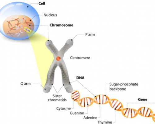 香港的医院都能验血查男女吗_2020香港验血查男女最权威,总结了下个人经验跟大