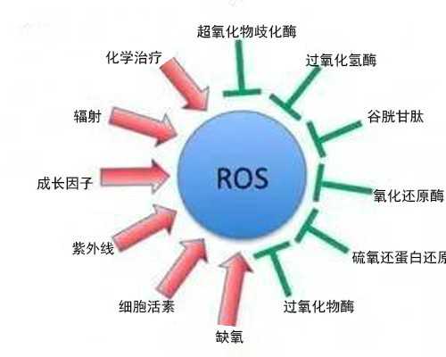 免费看电影古玩_减肥美容补血汤