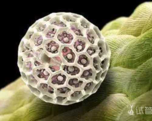 输血后多久可以香港验血_去香港验血查性别价格_总结下香港鉴定性别攻略!