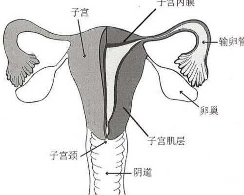 香港验血孕妇血样浓度低复查_香港性别验血报告单_亲身经历也许可以帮到你
