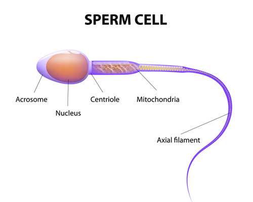 香港验血有哪些机构刀,患有子宫肌瘤做试管婴儿会影响成功率吗？